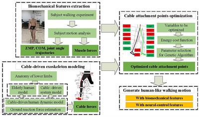 Towards Human-like Walking with Biomechanical and Neuromuscular Control Features: Personalized Attachment Point Optimization Method of Cable-Driven Exoskeleton